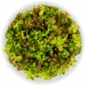 Eco Plant - Rotala Yao Yai - in vitro plant small cup